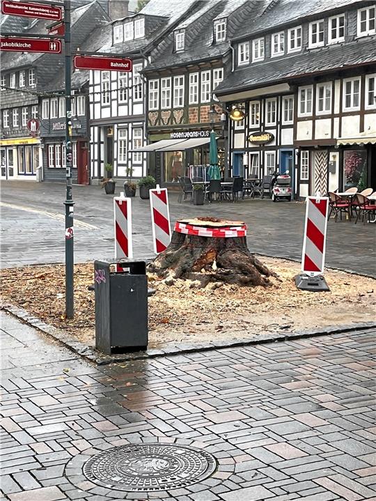 Ein Baum fehlt: Alte Kastanie wegen Fäulnis gefällt