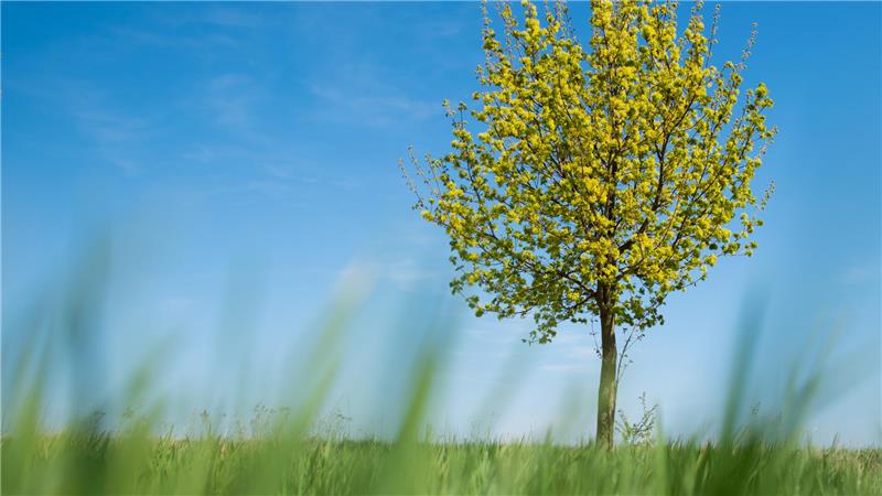 Ein einzelner Spitzahorn mit gelbgrünen Blättern steht auf einer Wiese unter blauem Himmel.