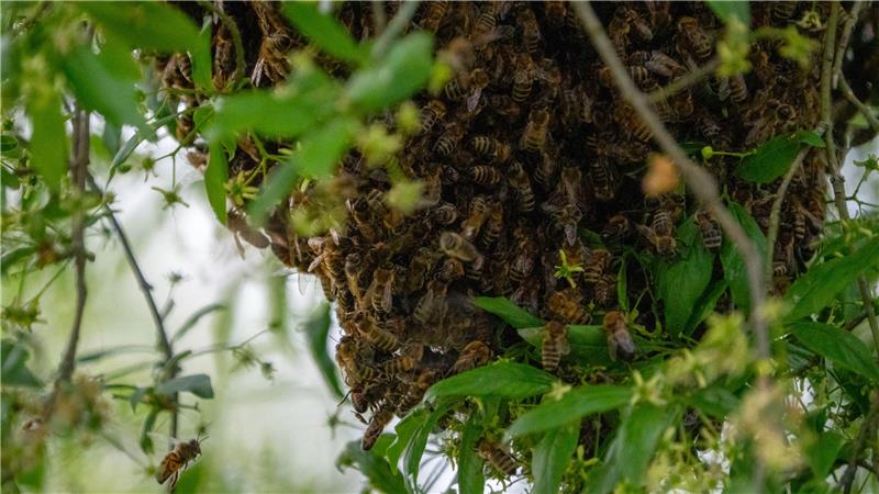 Ein Bienenschwarm lässt sich im Sommer in einem Busch nieder.