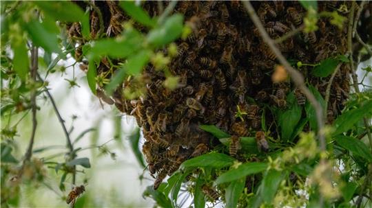 Ein Bienenschwarm lässt sich im Sommer in einem Busch nieder.