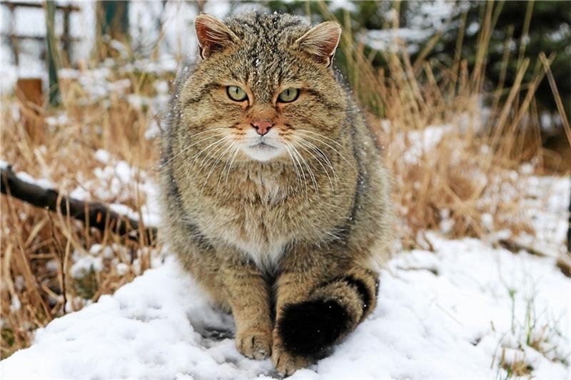 Nach Krankheit: Wildkater Otto gestorben Ein Bild, auf dem es dem mittlerweile fünfjährigen Kuder (so werden männliche Wildkatzen genannt) noch besser geht. Mittlerweile ist sein Zustand wieder stabil. Foto: Monique Wackrow