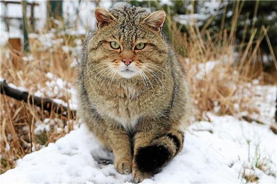 Ein Bild, auf dem es dem mittlerweile fünfjährigen Kuder (so werden männliche Wildkatzen genannt) noch besser geht. Mittlerweile ist sein Zustand wieder stabil. Foto: Monique Wackrow