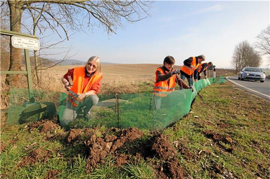 Ein Bild aus früheren Jahren: Mitglieder einer Amphibiengruppe aus Lutter errichten zwischen Neuwallmoden und Lutter entlang der L 496 einen Krötenschutzzaun. An zwei Straßen im Landkreis Goslar sollen künftig Krötentunnel helfen, dass die Amphibien zur Laichzeit sicher zu ihren Laichgewässern kommen. Archivfoto: Gereke