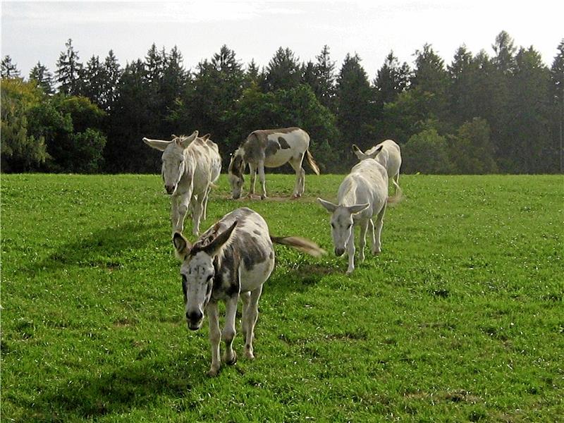 Drama um ausgebüxte Esel in Lutter fordert weiteres Todesopfer Ein Bild aus glücklichen Tagen: Über die Sommermonate erfreuten die Eselherden auf den Weiden rund um Lutter und Bodenstein viele Spaziergänger. Das Ausbüxen von der Koppel in der vergangenen Woche überlebten drei Tiere nicht. Foto: Privat