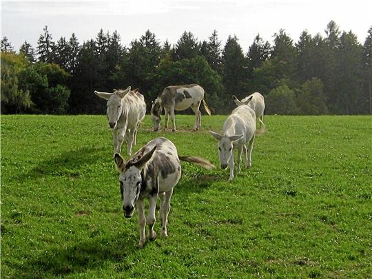 Ein Bild aus glücklichen Tagen: Über die Sommermonate erfreuten die Eselherden auf den Weiden rund um Lutter und Bodenstein viele Spaziergänger. Das Ausbüxen von der Koppel in der vergangenen Woche überlebten drei Tiere nicht. Foto: Privat