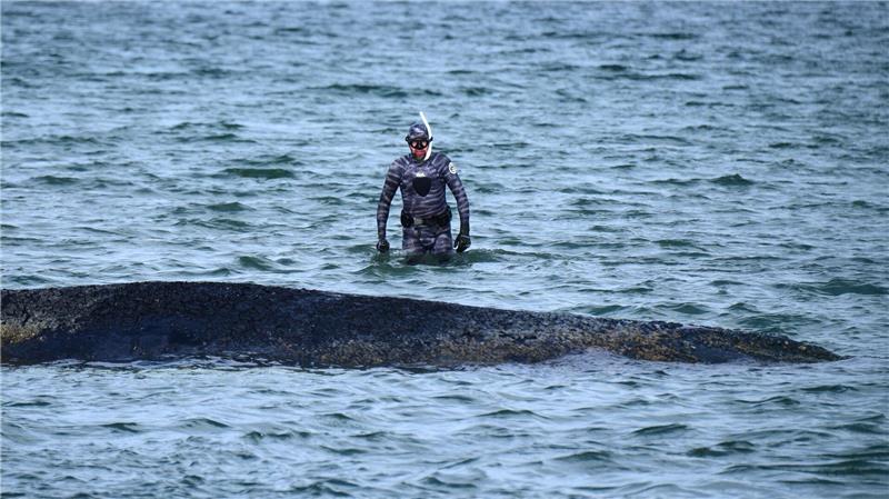 Ein Biologe nähert sich dem gestrandeten Wal in der Ostsee.