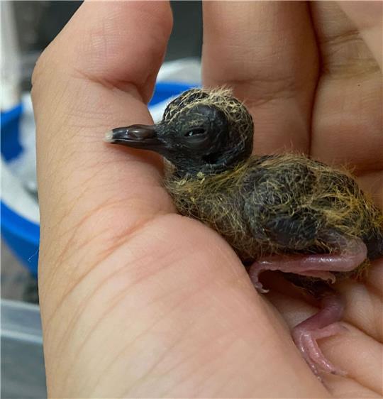 Ein Blauaugentäubchen wird von Hand aufgezogen.