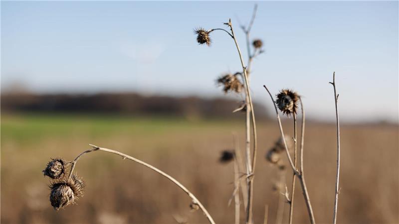 Ein Blühstreifen am Rande eines Feldes. Er bietet Rebhühnern Brutplätze, Nahrung und Schutz vor Fressfeinden. 