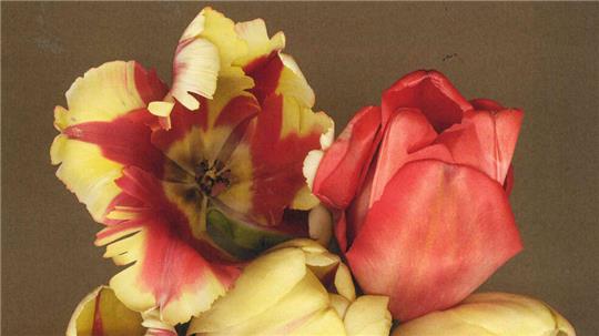 Ein Blumenstrauß zum Abschied: Im Sommer zeigt Mönchehaus-Direktorin Dr. Bettina Ruhrberg Verführerisches von Luzia Simons (Stockage 166, 2008, light jet print/diasec, 160 x 123 Zentimeter). © 2021 Luzia Simons, VG Bild-Kunst, Bonn