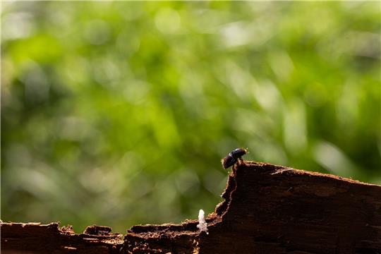 Ein Borkenkäfer ist auf dem Gelände der Forstlichen Versuchs- und Forschungsanstalt Baden-Württemberg (FVA) auf einem Stück Baumrinde zu sehen.