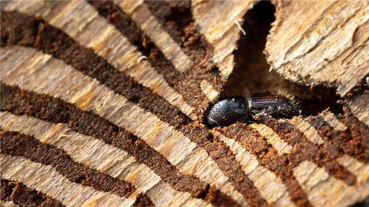 Ein Borkenkäfer steckt in der Rinde einer befallenen Fichte.