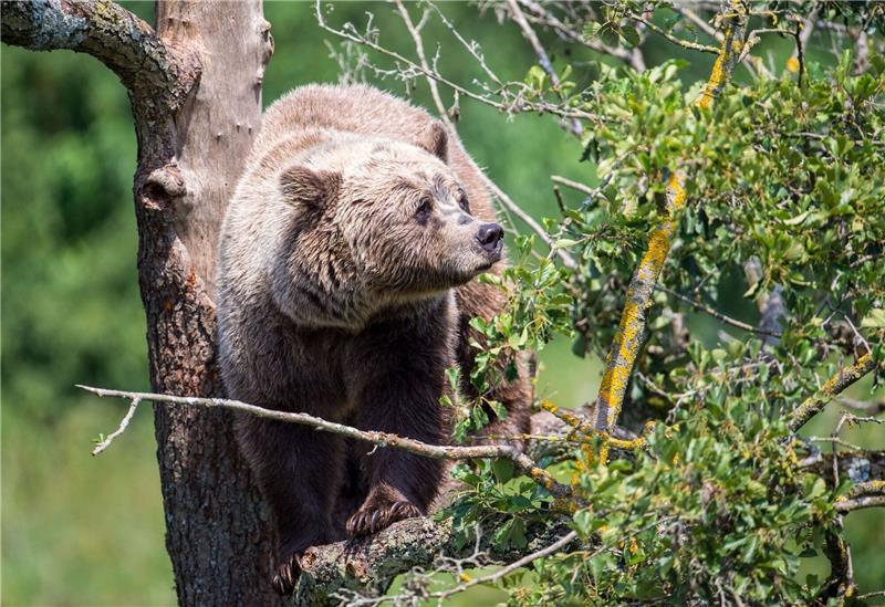 Braunbär im Wandergebiet: „Schock hat sich gelegt” Ein Braunbär in seinem Gehege im bayerischen Wildpark Poing.