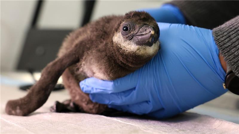 Ein Brillenpinguin-Küken wird im Zoo in Magdeburg ärztlich untersucht. 