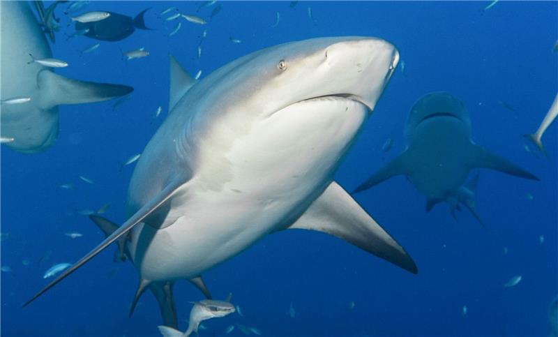 Wieder Hai-Angriff vor Südaustralien Ein Bullenhai schwimmt zwischen anderen Fischen (Symbolbild).