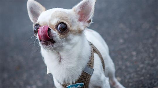 Ein Chihuahua ist zum Zankapfel geworden. (Symbolbild)