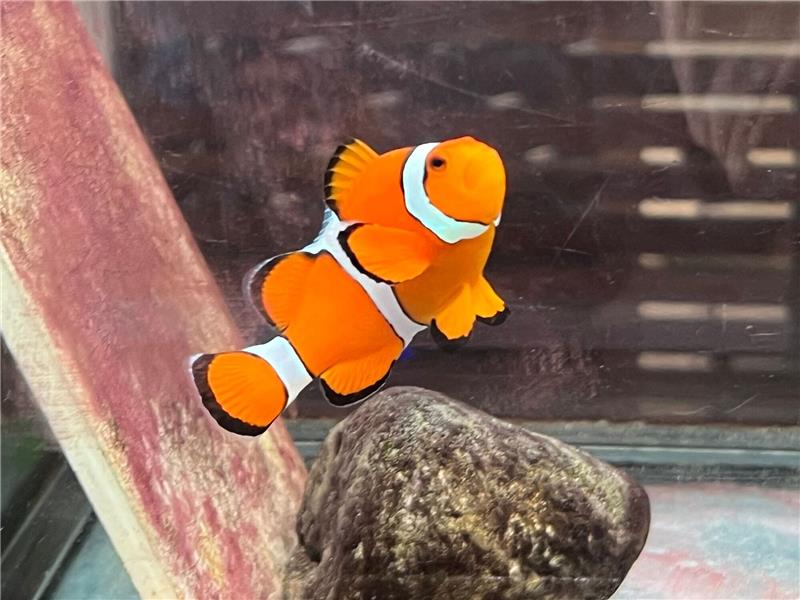 Nemo und die Folgen: Hype um Clownfische seit 20 Jahren Ein Clownfisch schwimmt in einem Becken im Marine Discovery Centre des Resorts SAii Phi Phi Island Village.