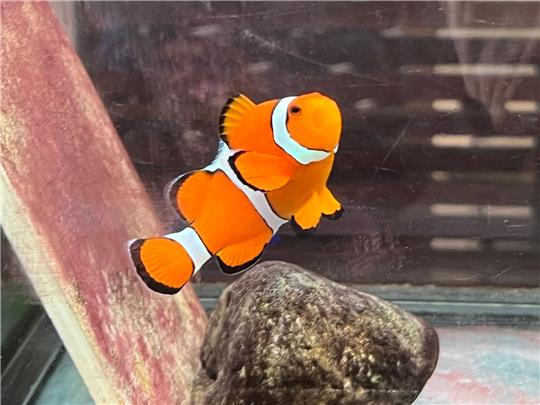 Ein Clownfisch schwimmt in einem Becken im Marine Discovery Centre des Resorts SAii Phi Phi Island Village.