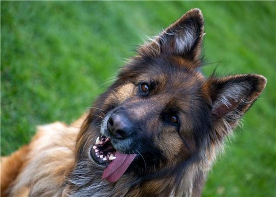 Ein Deutscher Schäferhund auf dem Übungsplatz des Schäferhundvereins Lauingen.