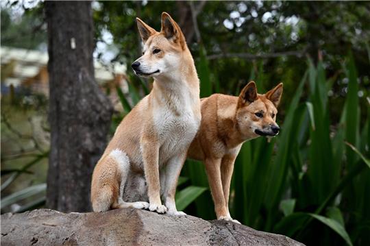 Ein Dingo-Pärchen im Taronga Zoo in Sydney.