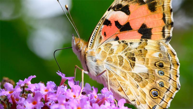 Ein Distelfalter (Vanessa cardui) saugt am Sommerflieder.