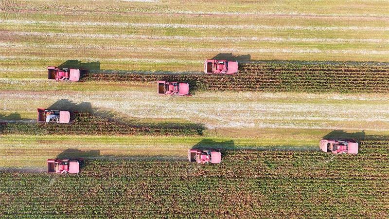 Ein Drohnenfoto zeigt landwirtschaftliche Maschinen bei der Maisernte auf den Feldern in der Gemeinde Yangliuxue bei der Stadt Binzhou in der ostchinesischen Provinz Shandong.