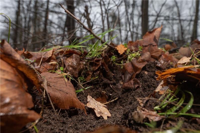 Waldboden ist „Boden des Jahres 2024” Ein Eichenblatt mit Tropfen liegt im Lennebergwald in einer von Wildschweinen aufgewühlten Stelle im Boden.