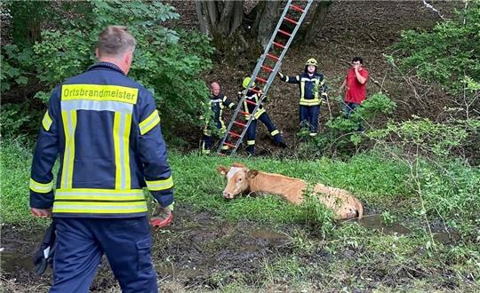 Ein Einsatz, der für ein landesweites Medienecho sorgt: Am 23. Juli 2023 befreien die Kräfte der Freiwilligen Feuerwehr eine Kuh, die im Morast im Hasental gefangen war. Archivfoto: Privat