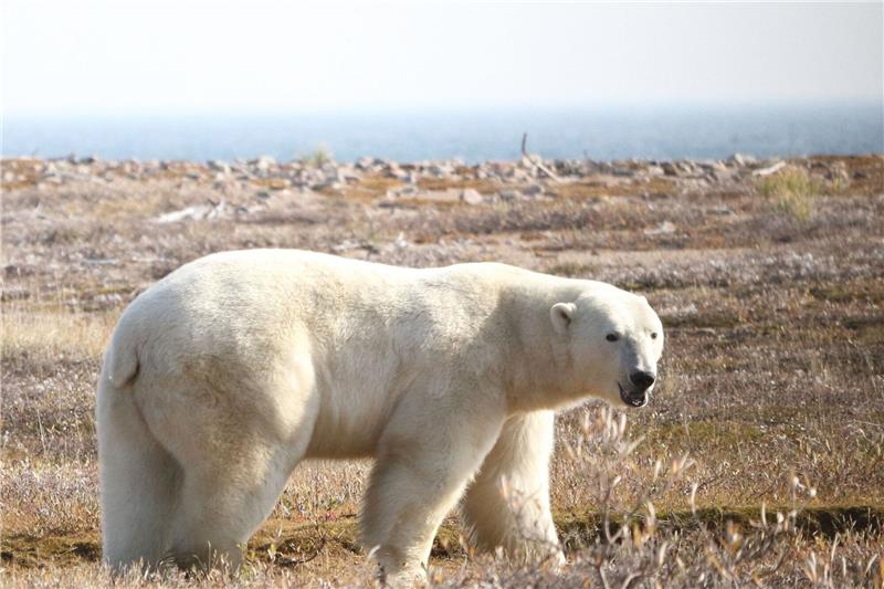 So bedroht die Klimakrise Eisbären Ein Eisbär (Ursus maritimus) in der westlichen Hudson Bay Region im nordöstlichen Teil Kanadas.