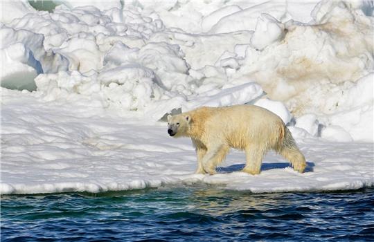 Ein Eisbär hat sich zum ersten Mal mit dem Vogelgrippe-Virus infiziert.(Archivbild)