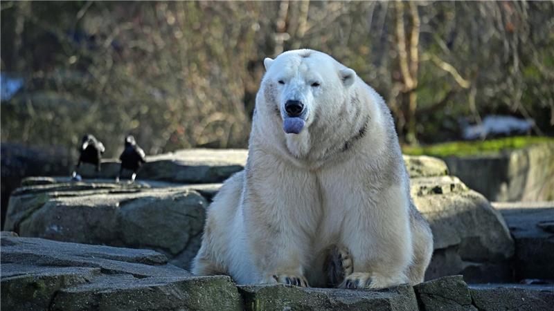 Ein Eisbär sitzt auf einem Felsen. Zum Jahreswechsel hat das Zoo-Team in Hannover den Tierbestand gezählt, gemessen und gewogen.