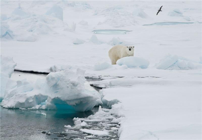 Ein Eisbär steht auf einer Eisscholle.