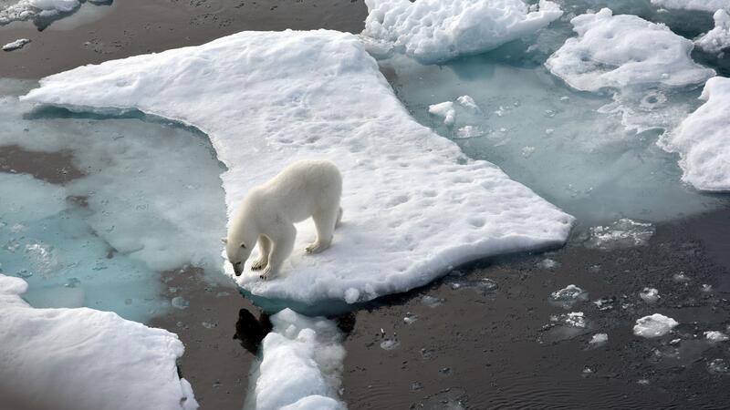 Erster Eisbär auf Island seit 2016 - von Polizei erschossen Ein Eisbär steht im Nordpolarmeer auf einer Eisscholle. Nun wurde ein Artgenosse auf Island gesichtet. (Archivbild)
