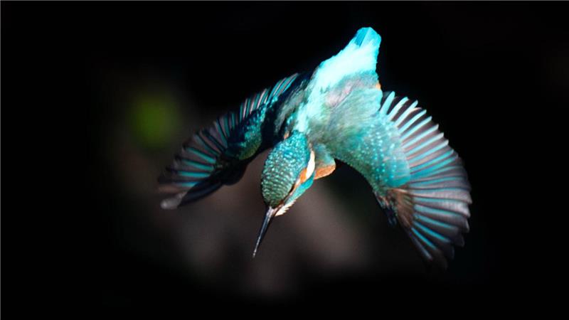 Ein Eisvogel fliegt von einem Ast im Osten Londons.