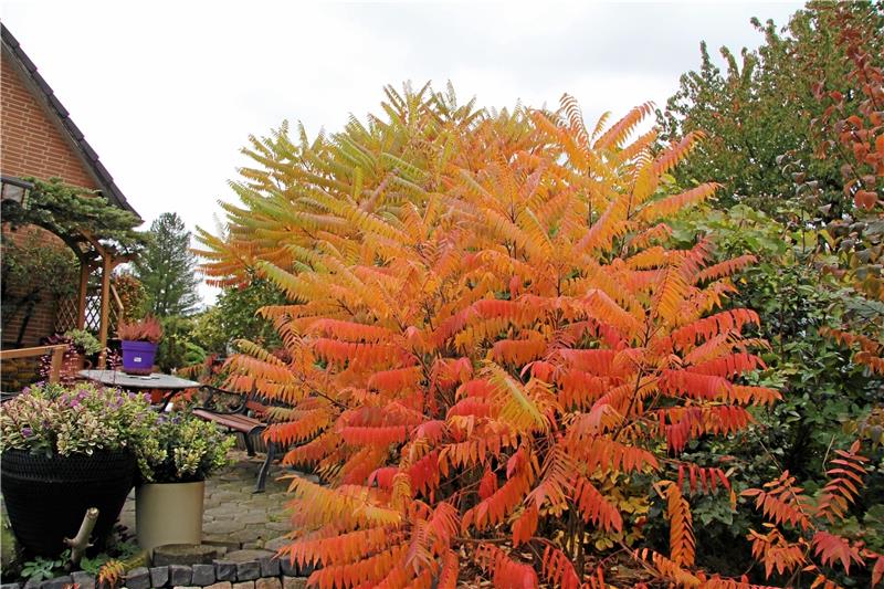 Ein Essigbaum ziert den Garten von Erwin Wolff in Immenrode. Für einige Indianerstämme ist der Baum von medizinischer Bedeutung und ein wahrer Alleskönner. Foto: Hohaus