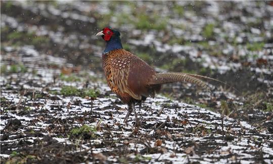 Ein Fasan läuft über einen Acker.  In einer dänischen Fasanenzucht nahe der deutschen Grenze ist die Vogelgrippe nachgewiesen worden.