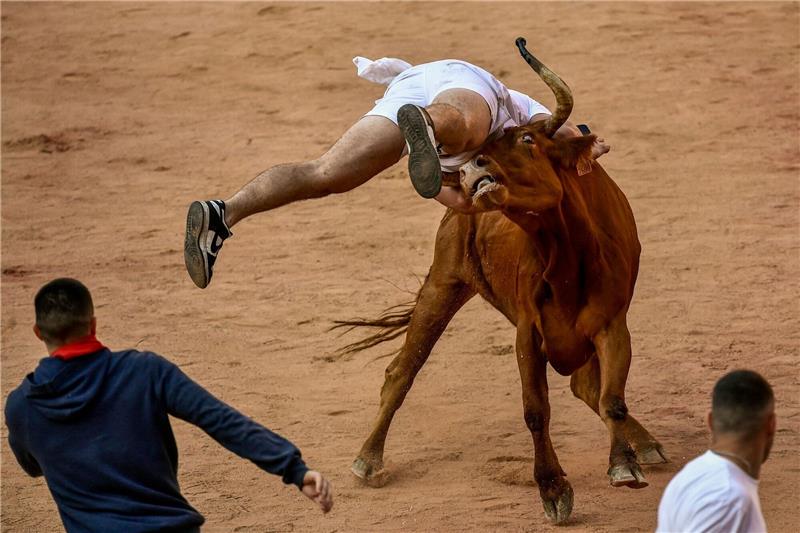 Ein Feiernder wird am Ende des vierten Stiertreibens in Pamplona von einer Kuh  auf die Hörner genommen.
