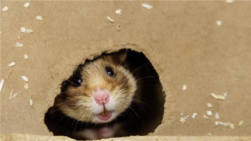 Ein Feldhamster-Weibchen beobachtet im NRW-Artenschutzzentrum aus der Öffnung der künstlichen Höhle die Umgebung.