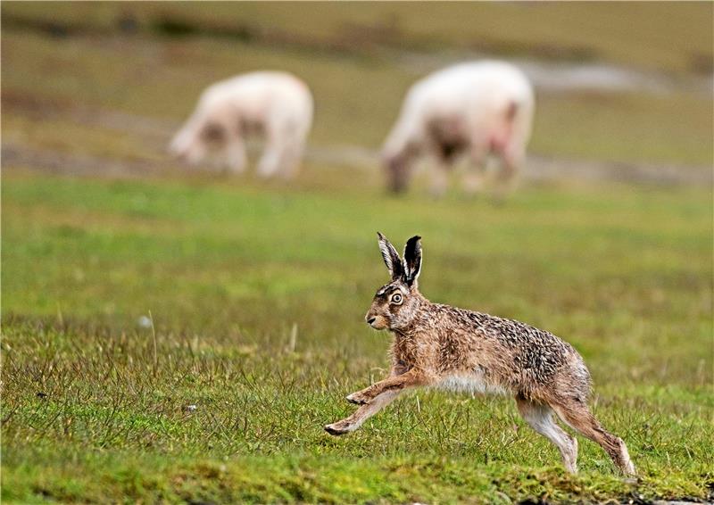 Gefährdete Art: Der Feldhase schlägt sich durch Ein Feldhase flitzt über ein Feld, auf dem Schafe grasen. Foto: dpa