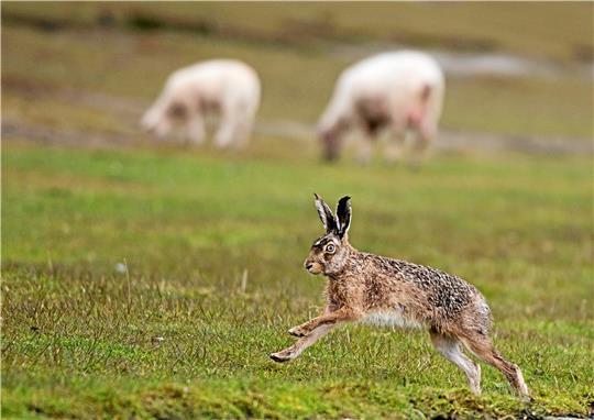 Ein Feldhase flitzt über ein Feld, auf dem Schafe grasen.  Foto: dpa