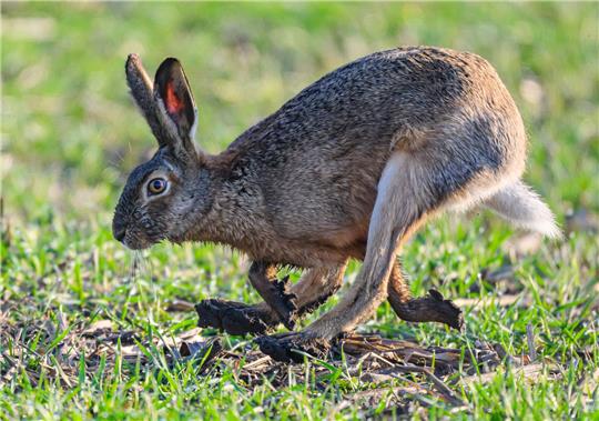 Ein Feldhase hoppelt am frühen Morgen über einen Acker im Oderbruch. Jetzt zu Ostern setzen die Tiere wieder Junge in die Welt. Seit einigen Jahren geht es der nach wie vor bedrohten Art wieder besser.