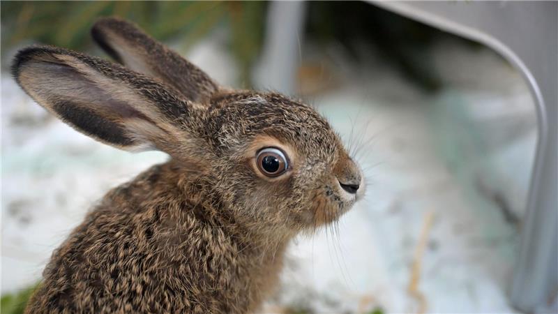 Wildtiere retten - moralische Pflicht oder schädlich? Ein Feldhase sitzt in einer Wildtier-Auffangstation.
