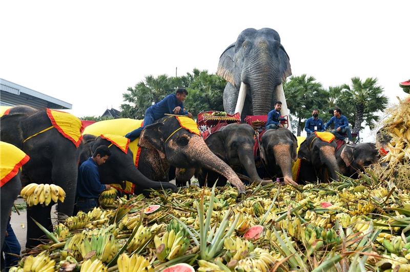 Thailand feiert sein Nationaltier - Buffet für Elefanten Ein Festmahl für die Elefanten in Pattaya.