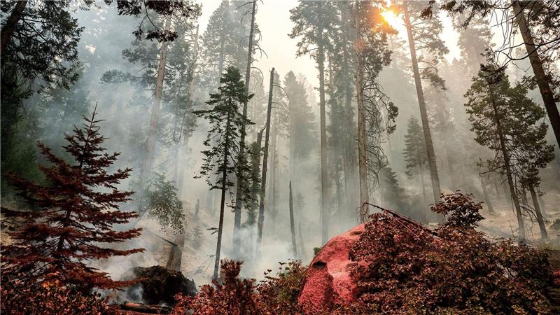 Bilder des Tages Ein Feuer brennt im Gebiet McKinley Grove im Sierra National Fores in Kalifornien