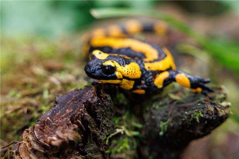 Hautpilz bedroht Feuersalamander Ein Feuersalamander im Tiergarten Nürnberg. Die Art ist bedroht, unter anderem durch eine Pilzerkrankung.