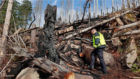 Ein Feuerwehrmann untersucht die Brandfläche am Brocken. Foto: dpa