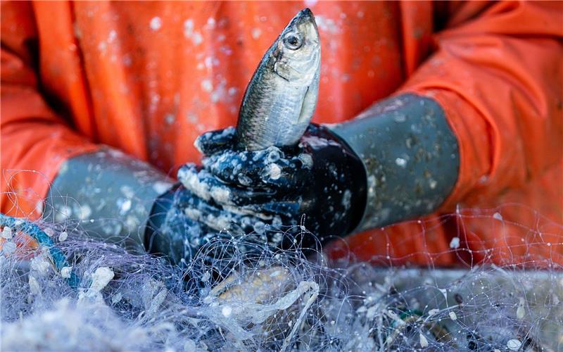Auch 2024 große Einschränkungen für Ostseefischer Ein Fischer pult im Hafen frisch gefangene Heringe aus den Stellnetzen.