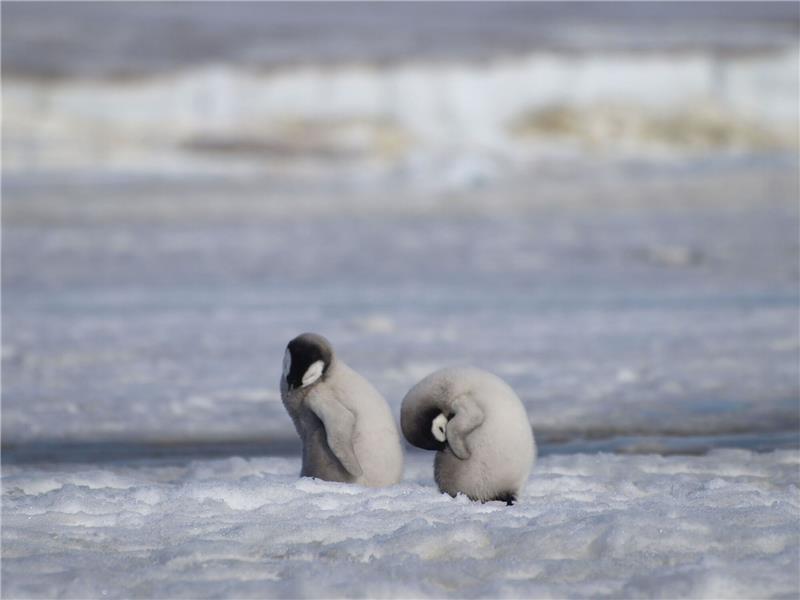 Neue Kaiserpinguin-Kolonie an ihren Kotspuren entdeckt Ein- Foto des British Antarctic Survey (BAS) zeigt Kaiserpinguinküken. Laut Wissenschaftlern wurde eine neue Kaiserpinguin-Kolonie in der Antarktis mit Hilfe von Satellitenkartierungstechnologie entdeckt.