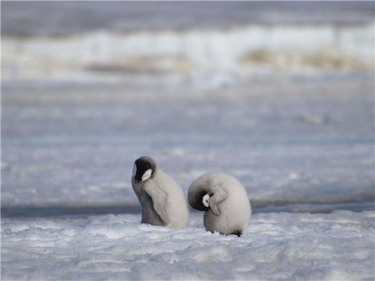 Ein- Foto des British Antarctic Survey (BAS) zeigt Kaiserpinguinküken. Laut Wissenschaftlern wurde eine neue Kaiserpinguin-Kolonie in der Antarktis mit Hilfe von Satellitenkartierungstechnologie entdeckt.
