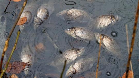 Ein GZ-Leser macht bei seinem Hundespaziergang eine beunruhigende Entdeckung. In den Klärteichen treiben tote Fische.