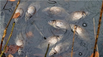 Ein GZ-Leser macht bei seinem Hundespaziergang eine beunruhigende Entdeckung. In den Klärteichen treiben tote Fische.